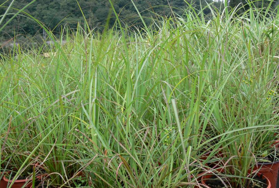 Ozdobnice čínská 'Blütenwunder' - Miscanthus sinensis 'Blütenwunder'