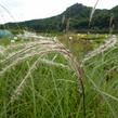 Ozdobnice čínská 'Blütenwunder' - Miscanthus sinensis 'Blütenwunder'