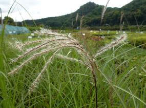 Ozdobnice čínská 'Blütenwunder' - Miscanthus sinensis 'Blütenwunder'