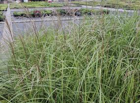 Ozdobnice čínská 'Blütenwunder' - Miscanthus sinensis 'Blütenwunder'