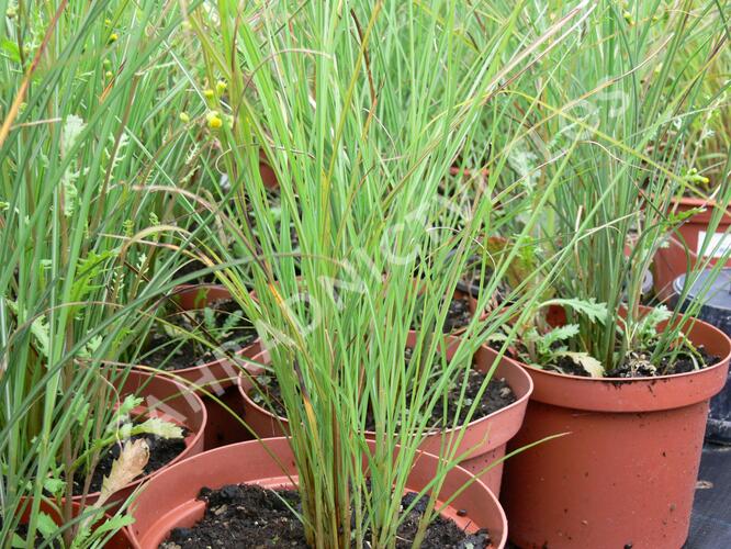 Ozdobnice čínská 'Autumn Light' - Miscanthus sinensis 'Autumn Light'