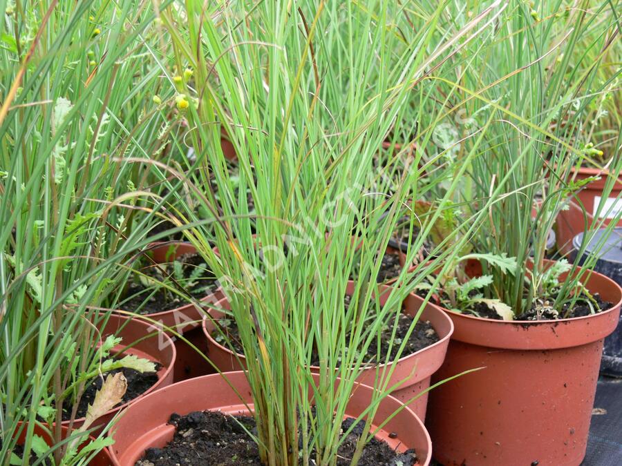 Ozdobnice čínská 'Autumn Light' - Miscanthus sinensis 'Autumn Light'