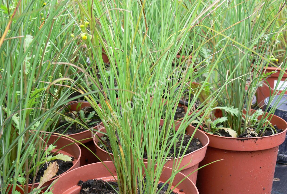 Ozdobnice čínská 'Autumn Light' - Miscanthus sinensis 'Autumn Light'