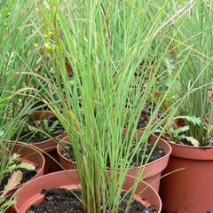 Ozdobnice čínská 'Autumn Light' - Miscanthus sinensis 'Autumn Light'