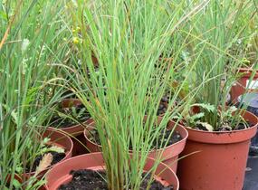 Ozdobnice čínská 'Autumn Light' - Miscanthus sinensis 'Autumn Light'