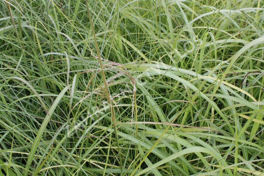 Ozdobnice čínská 'Autumn Light' - Miscanthus sinensis 'Autumn Light'