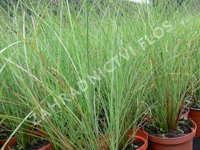 Ozdobnice čínská 'Arabesque' - Miscanthus sinensis 'Arabesque'