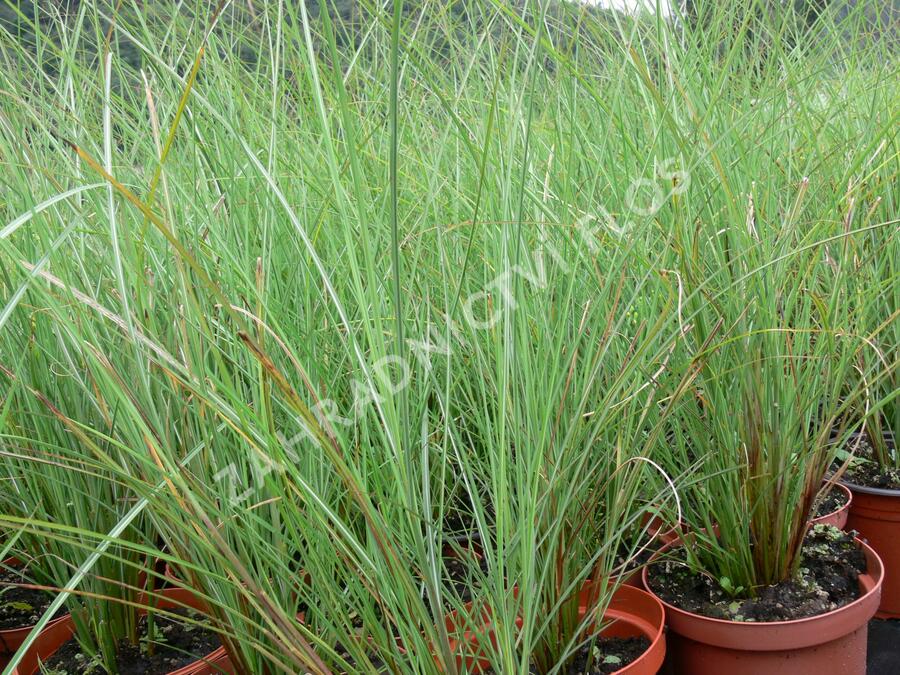 Ozdobnice čínská 'Arabesque' - Miscanthus sinensis 'Arabesque'