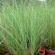 Ozdobnice čínská 'Arabesque' - Miscanthus sinensis 'Arabesque'
