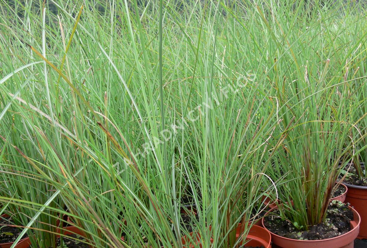 Ozdobnice čínská 'Arabesque' - Miscanthus sinensis 'Arabesque'