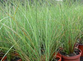 Ozdobnice čínská 'Arabesque' - Miscanthus sinensis 'Arabesque'