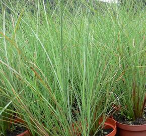 Ozdobnice čínská 'Arabesque' - Miscanthus sinensis 'Arabesque'