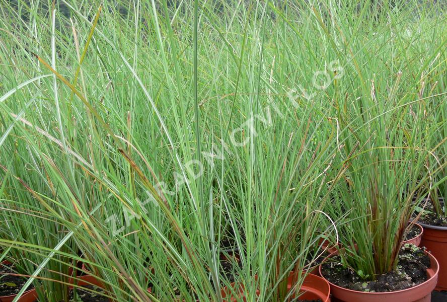 Ozdobnice čínská 'Arabesque' - Miscanthus sinensis 'Arabesque'