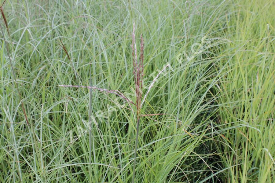 Ozdobnice čínská 'Arabesque' - Miscanthus sinensis 'Arabesque'