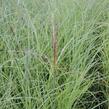 Ozdobnice čínská 'Arabesque' - Miscanthus sinensis 'Arabesque'