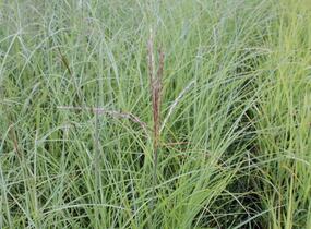 Ozdobnice čínská 'Arabesque' - Miscanthus sinensis 'Arabesque'