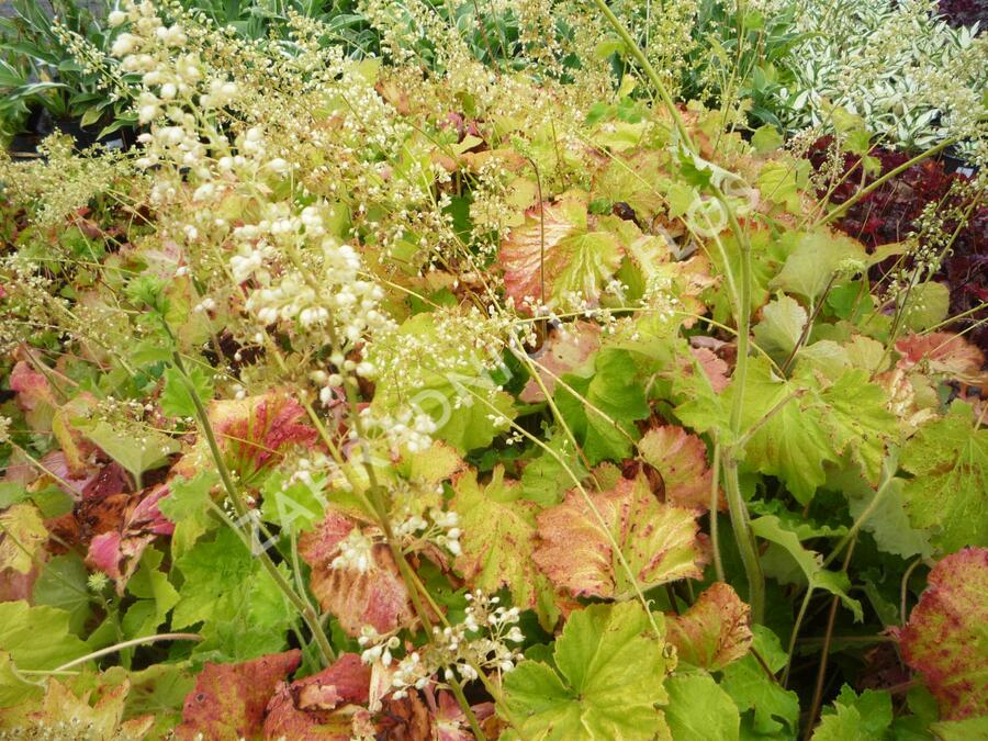 Dlužicha var. macrorrhiza - Heuchera villosa var. macrorrhiza