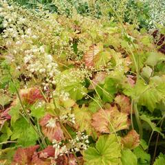 Dlužicha var. macrorrhiza - Heuchera villosa var. macrorrhiza