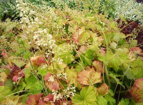 Dlužicha var. macrorrhiza - Heuchera villosa var. macrorrhiza