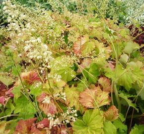 Dlužicha var. macrorrhiza - Heuchera villosa var. macrorrhiza