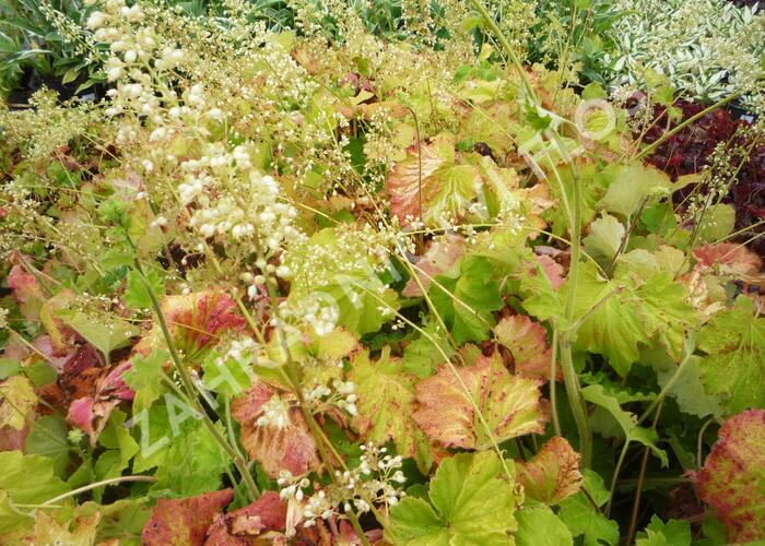 Dlužicha var. macrorrhiza - Heuchera villosa var. macrorrhiza