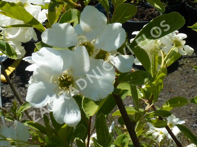 Hroznovec 'Niagara' - Exochorda racemosa 'Niagara'