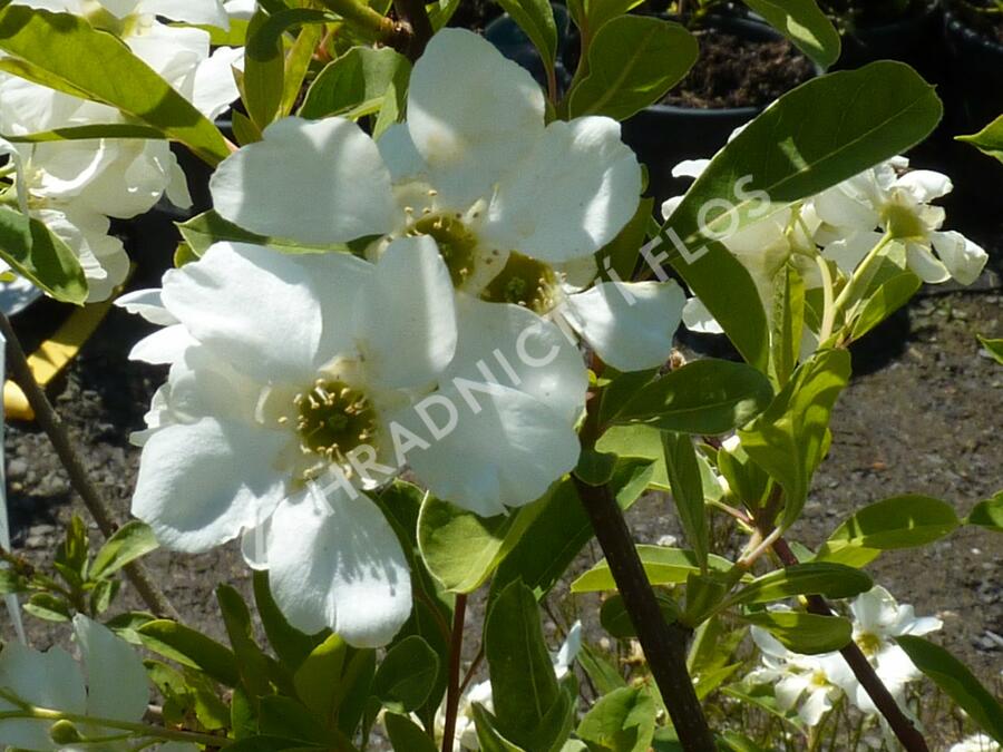 Hroznovec 'Niagara' - Exochorda racemosa 'Niagara'