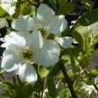 Hroznovec 'Niagara' - Exochorda racemosa 'Niagara'
