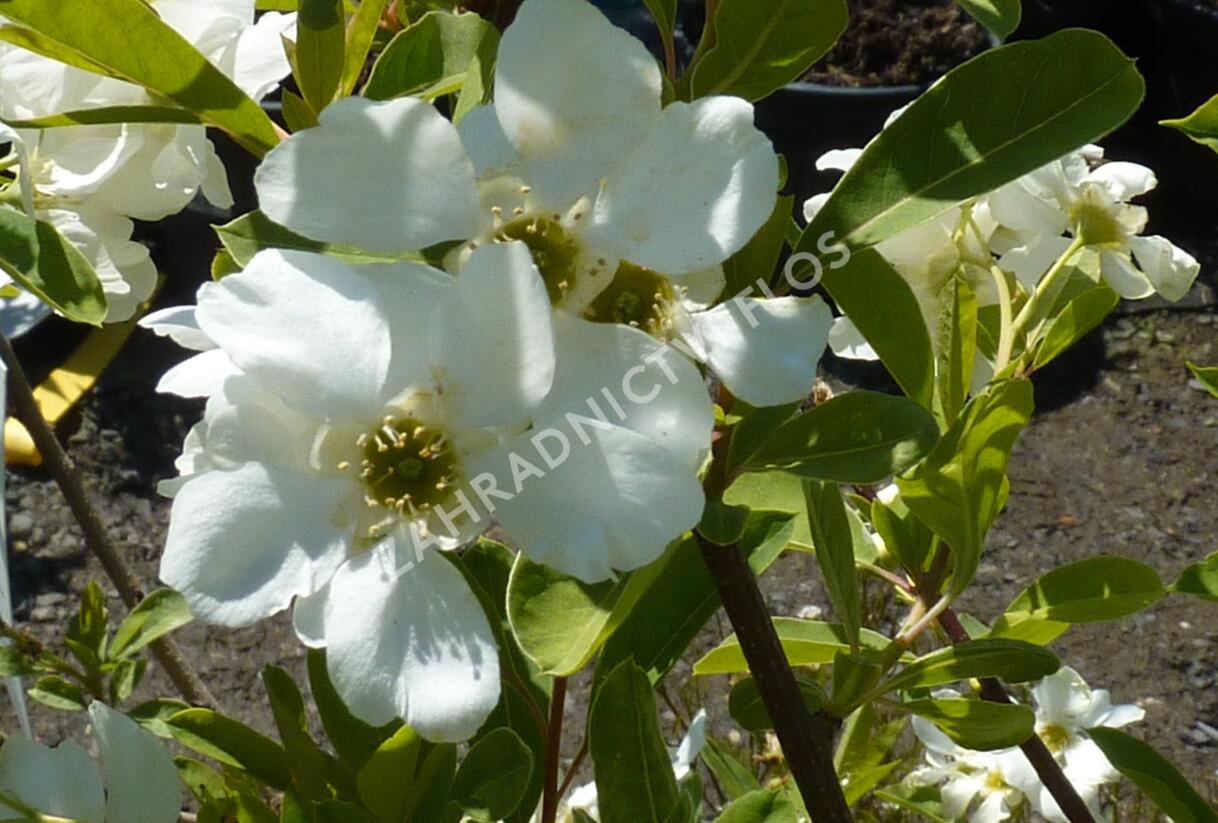 Hroznovec hroznatý 'Niagara' - Exochorda racemosa 'Niagara'