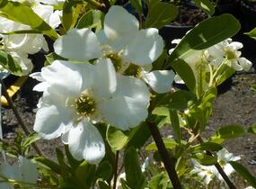 Hroznovec hroznatý 'Niagara' - Exochorda racemosa 'Niagara'