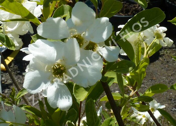 Hroznovec 'Niagara' - Exochorda racemosa 'Niagara'