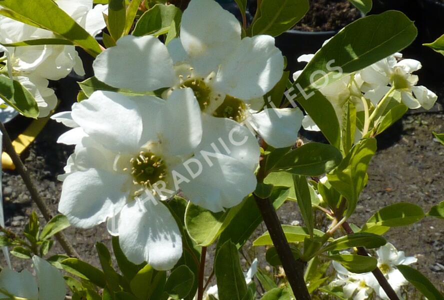 Hroznovec hroznatý 'Niagara' - Exochorda racemosa 'Niagara'