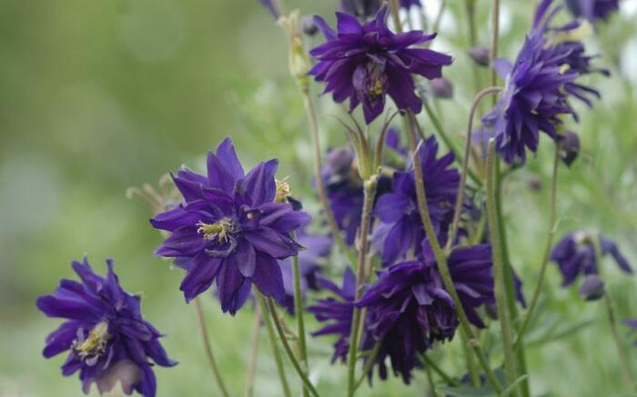 Orlíček obecný 'Blue Barlow' - Aquilegia vulgaris 'Blue Barlow'