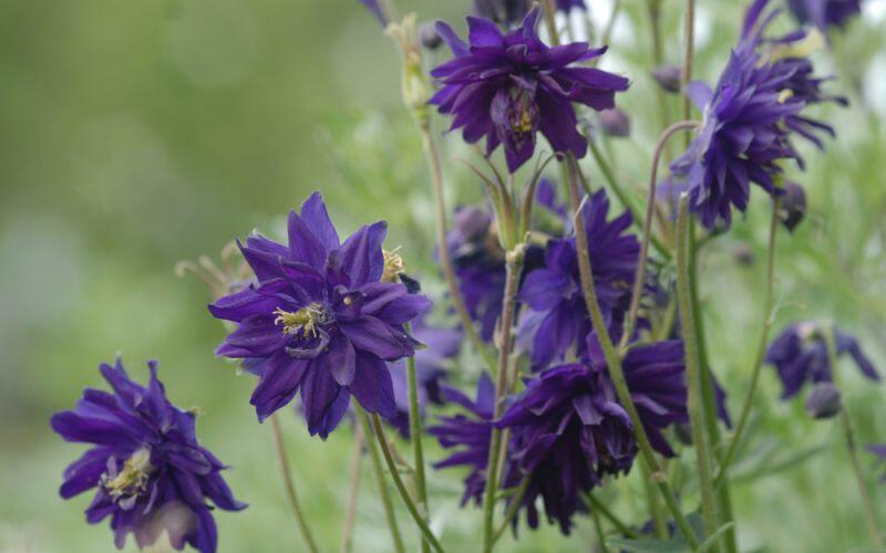 Orlíček obecný 'Barlow Blue' - Aquilegia vulgaris v.stellata 'Barlow Blue'