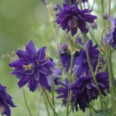 Orlíček obecný 'Barlow Blue' - Aquilegia vulgaris v.stellata 'Barlow Blue'