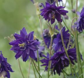 Orlíček obecný 'Barlow Blue' - Aquilegia vulgaris v.stellata 'Barlow Blue'