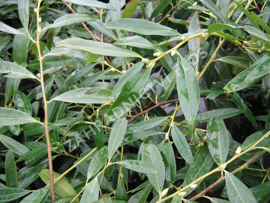 Bobkovišeň lékařská 'Zabeliana' - Prunus laurocerasus 'Zabeliana'