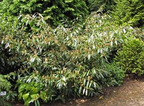 Bobkovišeň lékařská 'Zabeliana' - Prunus laurocerasus 'Zabeliana'