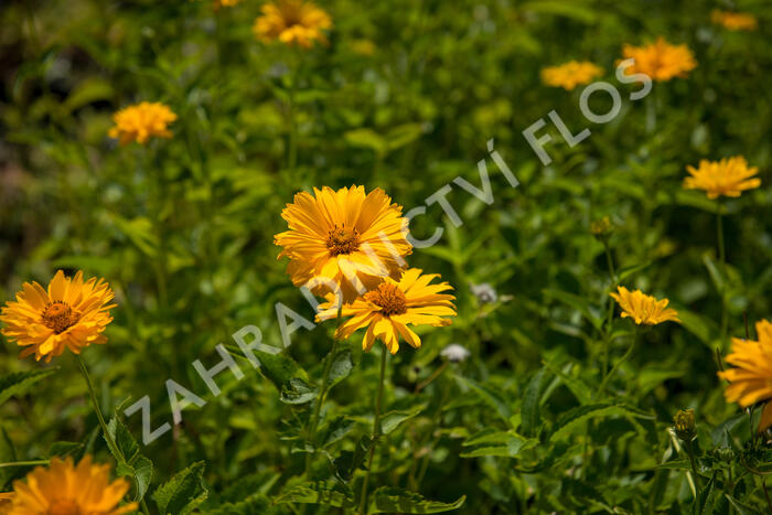 Janeba drsná - Heliopsis helianthoides scabra