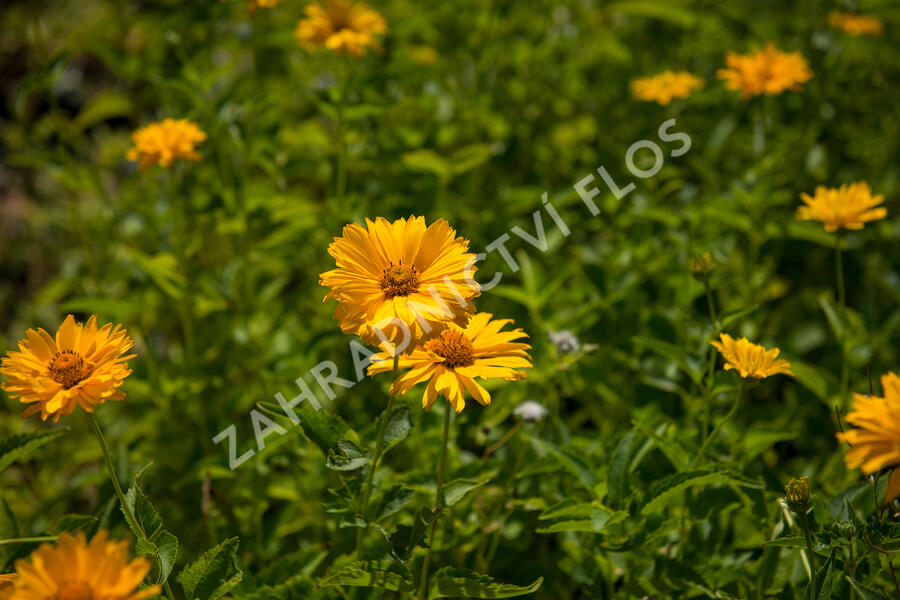 Janeba drsná - Heliopsis helianthoides scabra