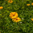 Janeba drsná - Heliopsis helianthoides scabra