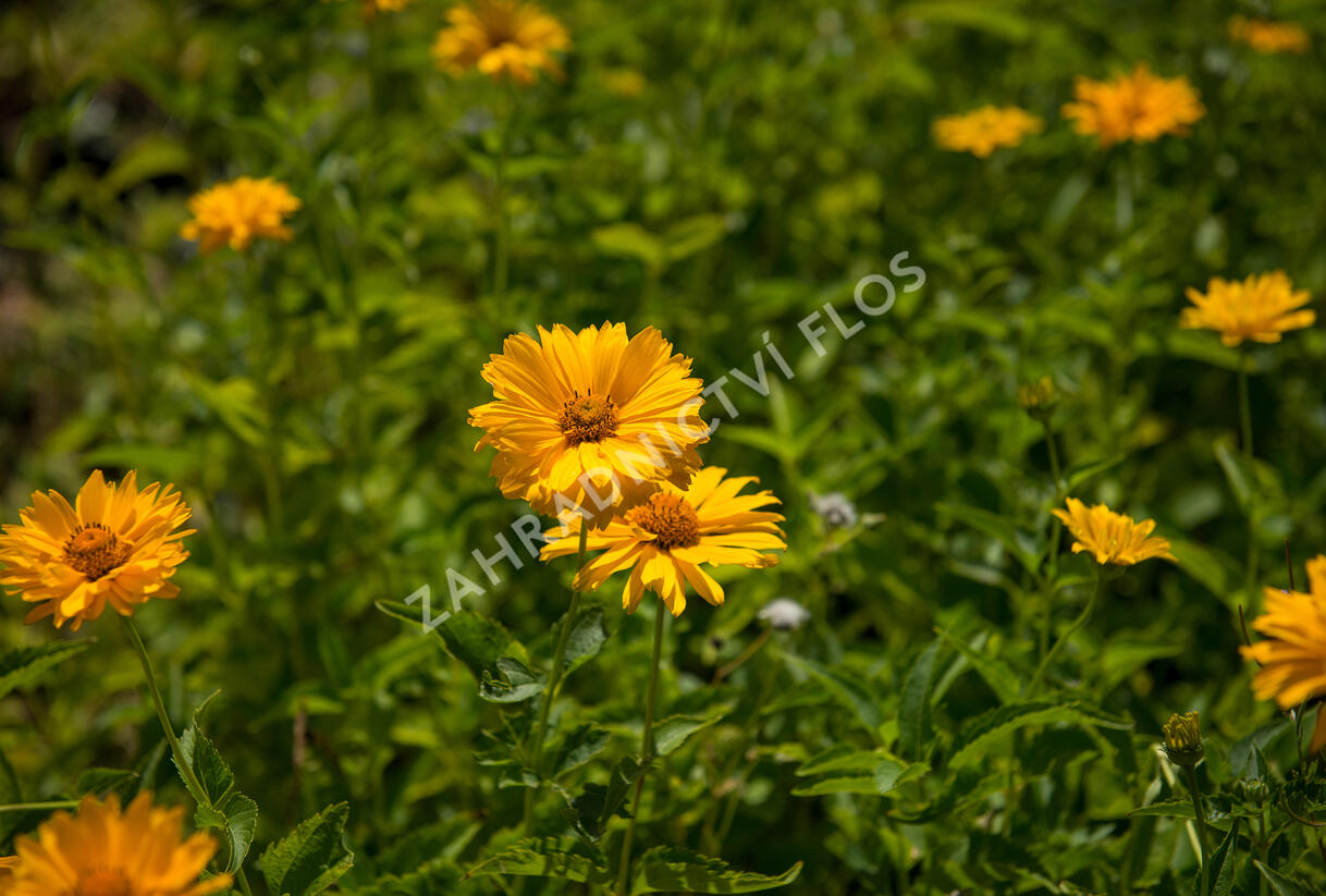 Janeba drsná - Heliopsis helianthoides scabra