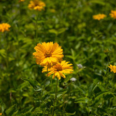 Janeba drsná - Heliopsis helianthoides scabra