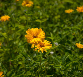 Janeba drsná - Heliopsis helianthoides scabra