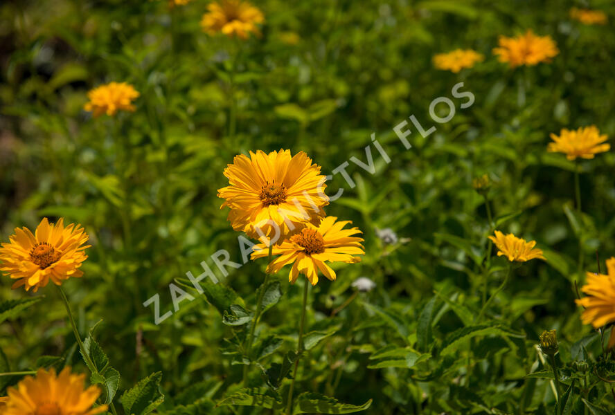 Janeba drsná - Heliopsis helianthoides scabra