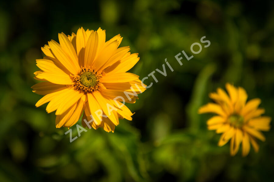 Janeba drsná - Heliopsis helianthoides scabra