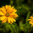 Janeba drsná - Heliopsis helianthoides scabra