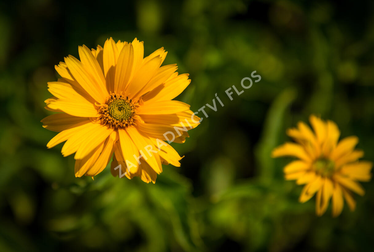 Janeba drsná - Heliopsis helianthoides scabra