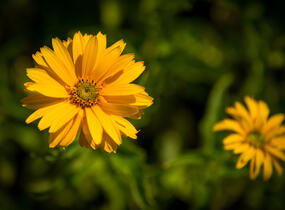 Janeba drsná - Heliopsis helianthoides scabra