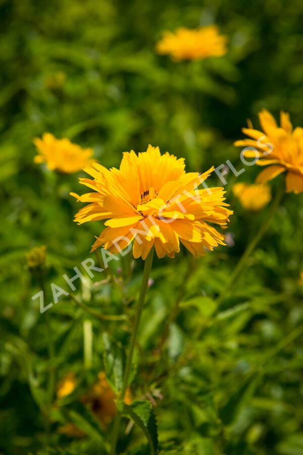 Janeba drsná - Heliopsis helianthoides scabra